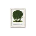 Picture of Kilmarnock Weeping Willow Tree Lithograph _GroupedProduct_Rectangle_Portrait_Framed_Matted_