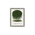 Picture of Kilmarnock Weeping Willow Tree Lithograph _GroupedProduct_Rectangle_Portrait_Framed_Matted_