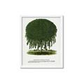 Picture of Kilmarnock Weeping Willow Tree Lithograph _GroupedProduct_Rectangle_Portrait_Framed_Matted_