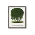 Picture of Kilmarnock Weeping Willow Tree Lithograph _GroupedProduct_Rectangle_Portrait_Framed_Matted_
