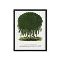 Picture of Kilmarnock Weeping Willow Tree Lithograph _GroupedProduct_Rectangle_Portrait_Framed_Matted_