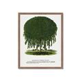 Picture of Kilmarnock Weeping Willow Tree Lithograph _GroupedProduct_Rectangle_Portrait_Framed_Matted_