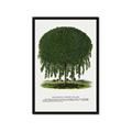Picture of Kilmarnock Weeping Willow Tree Lithograph _GroupedProduct_Rectangle_Portrait_Framed_Matted_