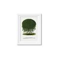 Picture of Kilmarnock Weeping Willow Tree Lithograph _GroupedProduct_Rectangle_Portrait_Framed_Matted_