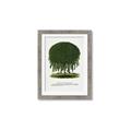Picture of Kilmarnock Weeping Willow Tree Lithograph _GroupedProduct_Rectangle_Portrait_Framed_Matted_
