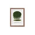 Picture of Kilmarnock Weeping Willow Tree Lithograph _GroupedProduct_Rectangle_Portrait_Framed_Matted_