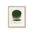 Picture of Kilmarnock Weeping Willow Tree Lithograph _GroupedProduct_Rectangle_Portrait_Framed_Matted_