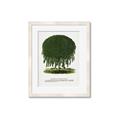 Picture of Kilmarnock Weeping Willow Tree Lithograph _GroupedProduct_Rectangle_Portrait_Framed_Matted_