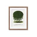 Picture of Kilmarnock Weeping Willow Tree Lithograph _GroupedProduct_Rectangle_Portrait_Framed_Matted_