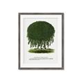 Picture of Kilmarnock Weeping Willow Tree Lithograph _GroupedProduct_Rectangle_Portrait_Framed_Matted_