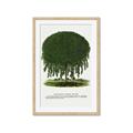 Picture of Kilmarnock Weeping Willow Tree Lithograph _GroupedProduct_Rectangle_Portrait_Framed_Matted_