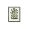 Picture of Hardy Magnolia Tree Lithograph _GroupedProduct_Rectangle_Portrait_Framed_Matted_