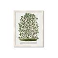 Picture of Hardy Magnolia Tree Lithograph _GroupedProduct_Rectangle_Portrait_Framed_Matted_