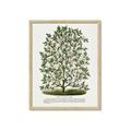 Picture of Hardy Magnolia Tree Lithograph _GroupedProduct_Rectangle_Portrait_Framed_Matted_
