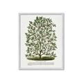 Picture of Hardy Magnolia Tree Lithograph _GroupedProduct_Rectangle_Portrait_Framed_Matted_