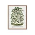 Picture of Hardy Magnolia Tree Lithograph _GroupedProduct_Rectangle_Portrait_Framed_Matted_