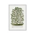 Picture of Hardy Magnolia Tree Lithograph _GroupedProduct_Rectangle_Portrait_Framed_Matted_