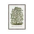 Picture of Hardy Magnolia Tree Lithograph _GroupedProduct_Rectangle_Portrait_Framed_Matted_
