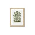 Picture of Hardy Magnolia Tree Lithograph _GroupedProduct_Rectangle_Portrait_Framed_Matted_