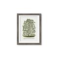 Picture of Hardy Magnolia Tree Lithograph _GroupedProduct_Rectangle_Portrait_Framed_Matted_