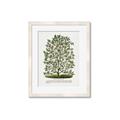 Picture of Hardy Magnolia Tree Lithograph _GroupedProduct_Rectangle_Portrait_Framed_Matted_