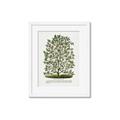 Picture of Hardy Magnolia Tree Lithograph _GroupedProduct_Rectangle_Portrait_Framed_Matted_