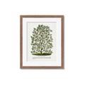 Picture of Hardy Magnolia Tree Lithograph _GroupedProduct_Rectangle_Portrait_Framed_Matted_
