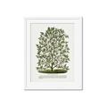 Picture of Hardy Magnolia Tree Lithograph _GroupedProduct_Rectangle_Portrait_Framed_Matted_