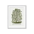 Picture of Hardy Magnolia Tree Lithograph _GroupedProduct_Rectangle_Portrait_Framed_Matted_