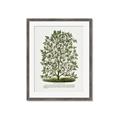 Picture of Hardy Magnolia Tree Lithograph _GroupedProduct_Rectangle_Portrait_Framed_Matted_