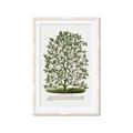 Picture of Hardy Magnolia Tree Lithograph _GroupedProduct_Rectangle_Portrait_Framed_Matted_