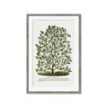 Picture of Hardy Magnolia Tree Lithograph _GroupedProduct_Rectangle_Portrait_Framed_Matted_