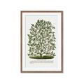 Picture of Hardy Magnolia Tree Lithograph _GroupedProduct_Rectangle_Portrait_Framed_Matted_