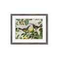 Picture of Parrots Nostalgic Journey 2 _GroupedProduct_Rectangle_Landscape_Framed_Matted_