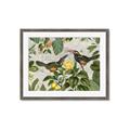 Picture of Parrots Nostalgic Journey 2 _GroupedProduct_Rectangle_Landscape_Framed_Matted_
