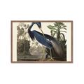 Picture of Vintage Heron Bird _GroupedProduct_Rectangle_Landscape_Framed_Matted_