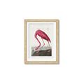 Picture of Vintage Pink Flamingo _GroupedProduct_Rectangle_Portrait_Framed_Matted_