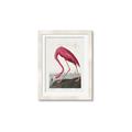 Picture of Vintage Pink Flamingo _GroupedProduct_Rectangle_Portrait_Framed_Matted_