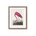 Picture of Vintage Pink Flamingo _GroupedProduct_Rectangle_Portrait_Framed_Matted_