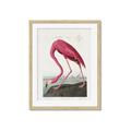 Picture of Vintage Pink Flamingo _GroupedProduct_Rectangle_Portrait_Framed_Matted_