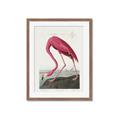 Picture of Vintage Pink Flamingo _GroupedProduct_Rectangle_Portrait_Framed_Matted_
