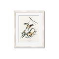 Picture of Two Yellow Warbler Birds _GroupedProduct_Rectangle_Portrait_Framed_Matted_