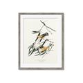 Picture of Two Yellow Warbler Birds _GroupedProduct_Rectangle_Portrait_Framed_Matted_