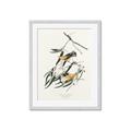 Picture of Two Yellow Warbler Birds _GroupedProduct_Rectangle_Portrait_Framed_Matted_