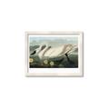 Picture of Vintage Floating White Swan _GroupedProduct_Rectangle_Landscape_Framed_Matted_