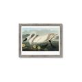 Picture of Vintage Floating White Swan _GroupedProduct_Rectangle_Landscape_Framed_Matted_