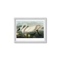 Picture of Vintage Floating White Swan _GroupedProduct_Rectangle_Landscape_Framed_Matted_