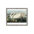 Picture of Vintage Floating White Swan _GroupedProduct_Rectangle_Landscape_Framed_Matted_