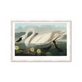 Picture of Vintage Floating White Swan _GroupedProduct_Rectangle_Landscape_Framed_Matted_