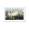 Picture of Vintage Floating White Swan _GroupedProduct_Rectangle_Landscape_Framed_Matted_